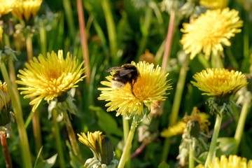 A bumblebee on a dandelion on a meadow