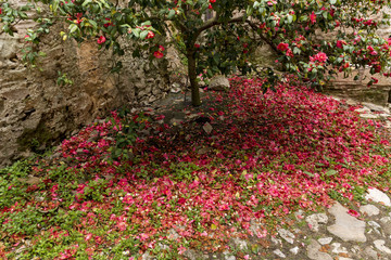 Red camellia flowers blooming in the garden, leafs in the background, in a spring day; photography taken in Greece