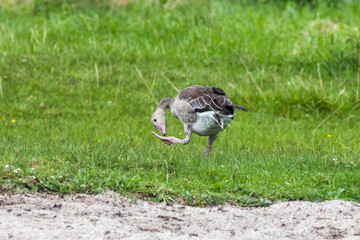 Graugänse an der Müritz