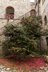 Fototapeta na wymiar Red camellia flowers blooming in the garden, leafs in the background, in a spring day; photography taken in Greece