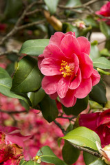 Red camellia flowers blooming in the garden, leafs in the background, in a spring day; photography taken in Greece