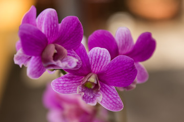 Naklejka na ściany i meble orchid