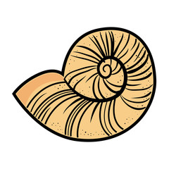 Conch marine animal icon vector illustration graphic design