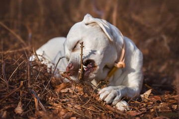 labrador retriever hund spielt mit einem stock und zeigt dabei zähne