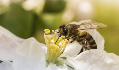 A bee on an apple tree