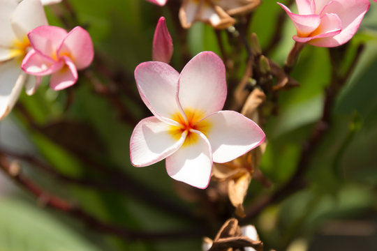 champa