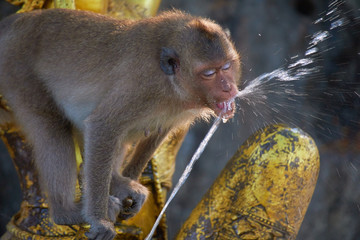 wild monkeys in Thailand