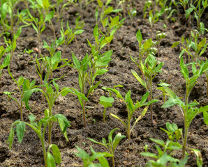 first sprouts tomato growing in the greenhouse, useful vegetables