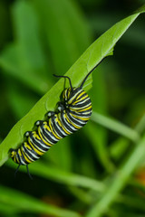 Exotische Schmetterlingsraupe