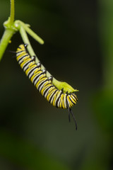 Exotische Schmetterlingsraupe