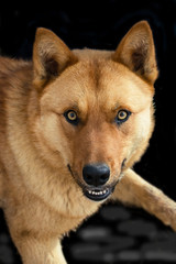 The symbol of the New 2018 according to the Eastern calendar yellow dog on black background 