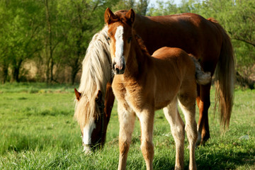 Naklejka na ściany i meble Mother horse with a little foal in the nature