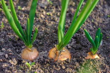 green stalks of the onions growing on a bed, useful vegetables