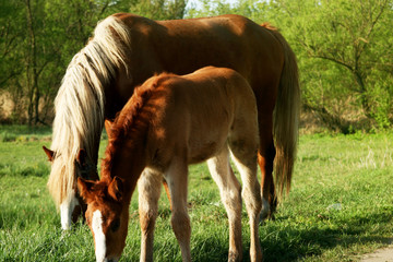 Naklejka na ściany i meble Mother horse with a small foal