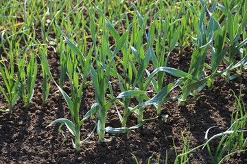 Garlic grows on the bed.
Feathers green onion and garlic are growing in the garden.