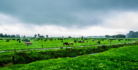 Obraz premium cow on the yard