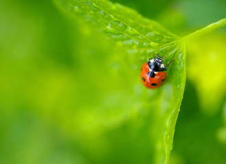ladybug creeps on brightly green leaf, a green background