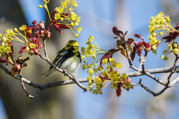Black-throated Green Warbler