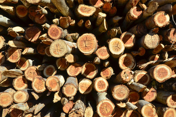 Troncos de árboles talados.