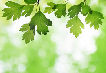 Fototapeta na wymiar Closeup of hawthorn twig with green leaves on a natural blurred background.
