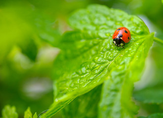 ladybug creeps on brightly green leaf, a green background