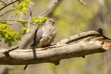 Mourning Dove