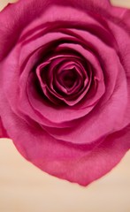 Pink rose against wooden background