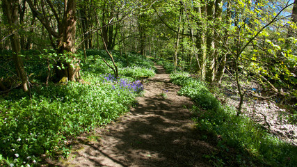 Forest path with bluebells in dappled sunlight.