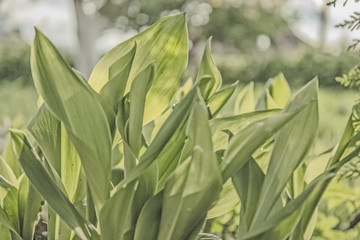 Leaves of lily of the Valley