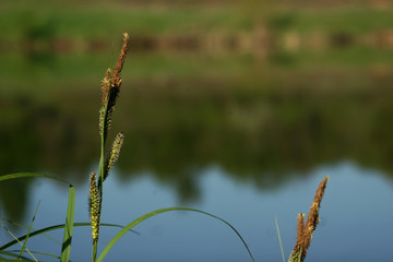 Reflection of green trees in the river in summer