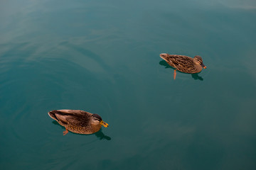 two duck