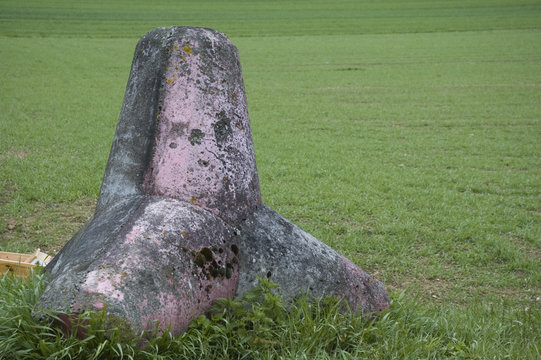 Tetrapode auf einer Wiese