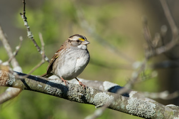 White-throated Sparrow