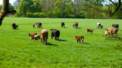 Cows in a lush green pasture.