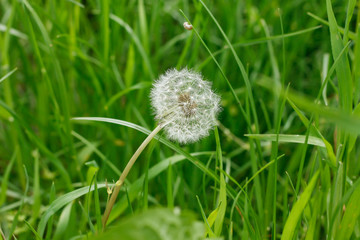 air dandelion on green grass