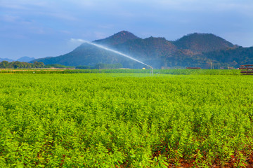 Fototapeta premium farm products of Thailand.