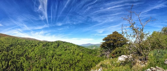 irati forest natural park in Navarra