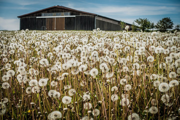 Obraz premium Landwirtschaftliche Halle