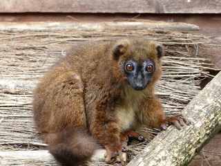 Lémur à ventre roux