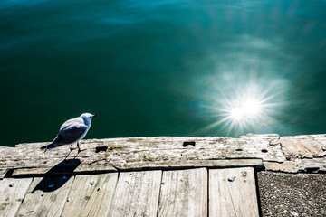 Birds with sun shine