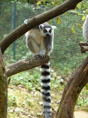 Lémur catta (maki catta)