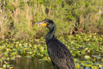  Double crested Cormorant (Phalacrocorax auritus) - Black big bird close up in summer. Everglades National Park, Florida. USA