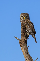 Pearl spotted owlet