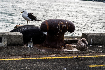 Two birds on harbor