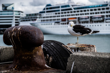 Bird on harbor