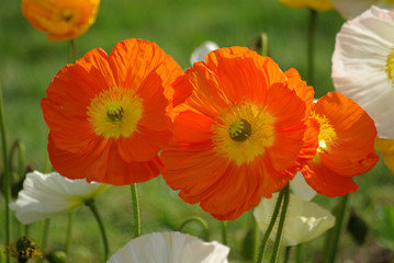 Obraz premium Pavot orange au printemps au jardin