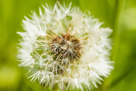 Fototapeta     Detail of beautiful dandelion in spring 