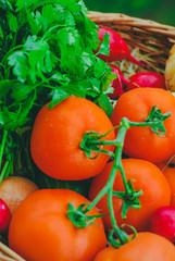 Fresh organic vegetables in the garden
