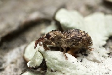 Weevil, Trachodes hispidus photographed with high magnification