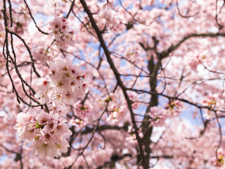 Sakura Blossom